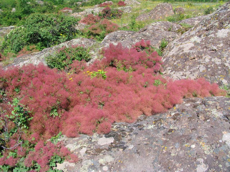 Зарості скумпії